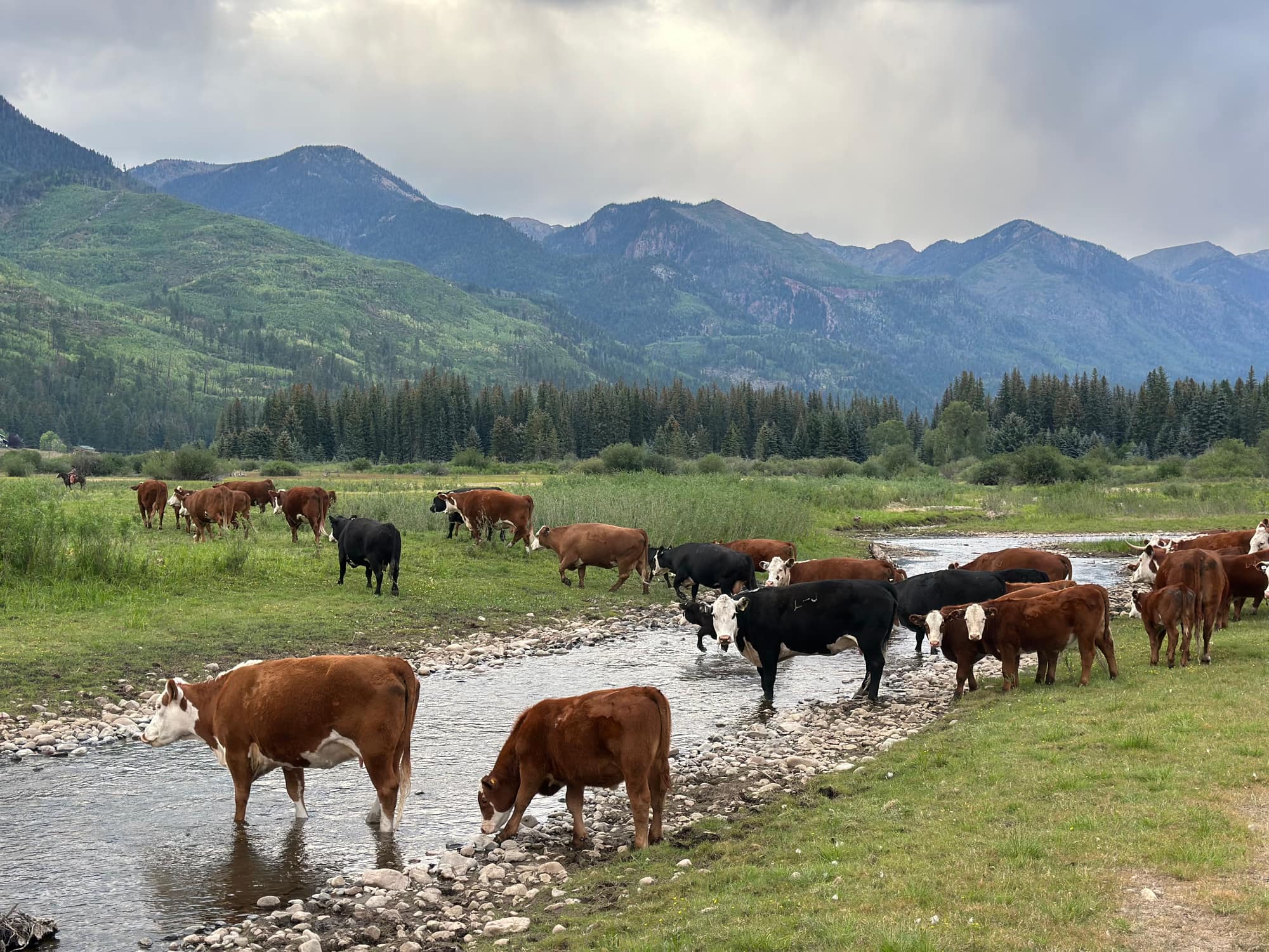 Hereford and black cattle grazing along a creek in the Pine River Valley with San Juan mountains in the background