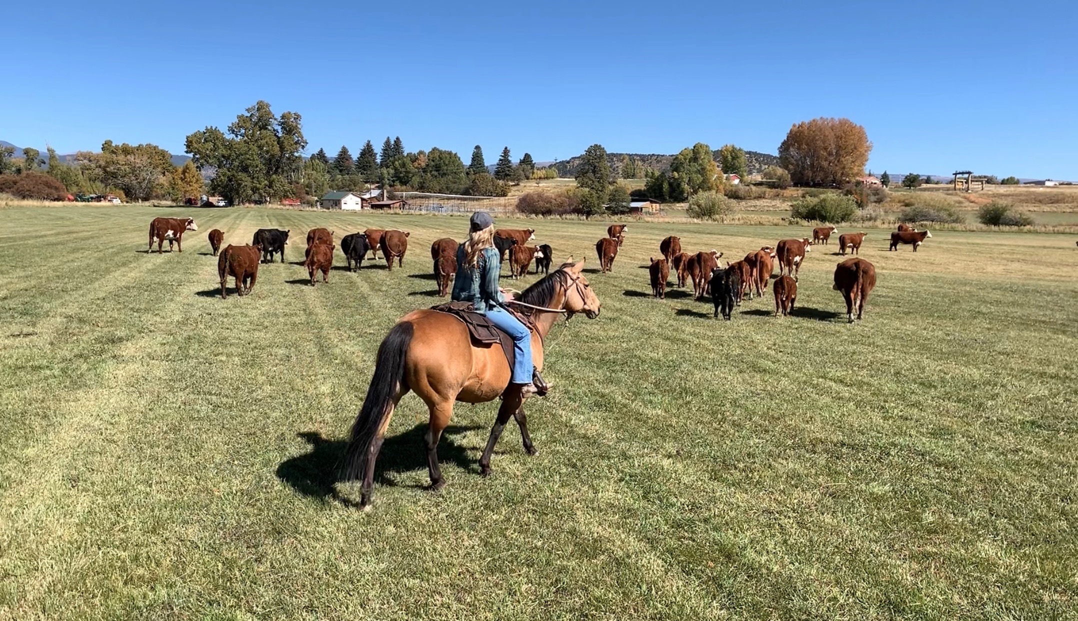 Woman on horseback herding Hereford cattle across a green pasture at L-J Ranch
